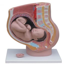 MODELO ANATOMICO, PELVIS FEMENINA C/EMBARAZO 4 PARTE XC-332B