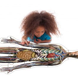 PUZZLE CUERPO HUMANO 24PZS (1137)