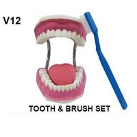 DENTADURA CON CEPILLO Y LENGUA V12