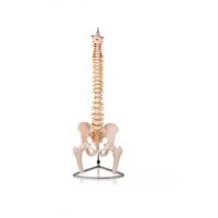 COLUMNA VERTEBRAL CON PELVIS Y FEMUR REF.XC126