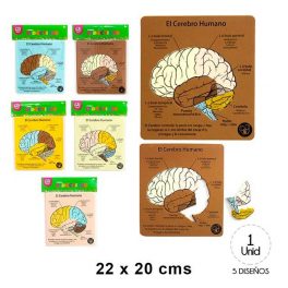 SET CEREBRO HUMANO EVA
