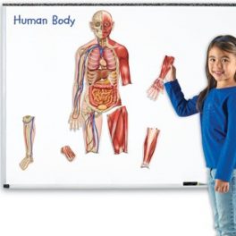 CUERPO HUMANO MAGNETICO