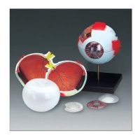 KIT ANATOMICO OJO GRANDE13CM CH-2 DESARMABLE 7 P