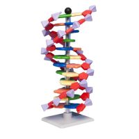 Modelo Molecular Molymod® - ADN