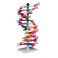 Modelo Molecular Molymod® - ADN