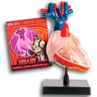 MODELO ANATOMICO CORAZON E2370HTD1 (12-72)