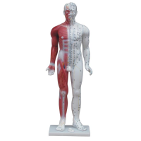 MODELO ANATOMICO, MUSCULO VARON 80CM. 27 PARTES XC-334