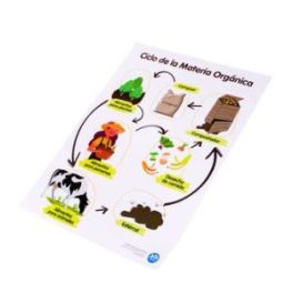 LAMINA CICLO DE LA MATERIA ORGANICA