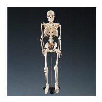 ESQUELETO 85cms. THRIFTY WCP-1