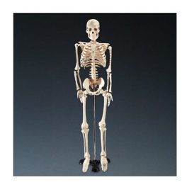 ESQUELETO 85cms. THRIFTY WCP-1