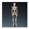 ESQUELETO 85cms. THRIFTY WCP-1