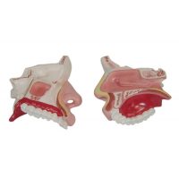 CAVIDAD NASAL Y SUS ANATOMIAS