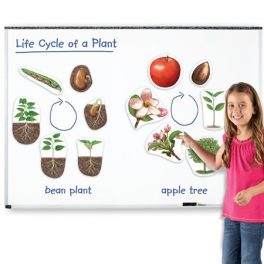 EL CICLO DE VIDA DE LAS PLANTAS MAGN. 23x18 6045 